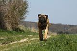 BULLMASTIFF 411